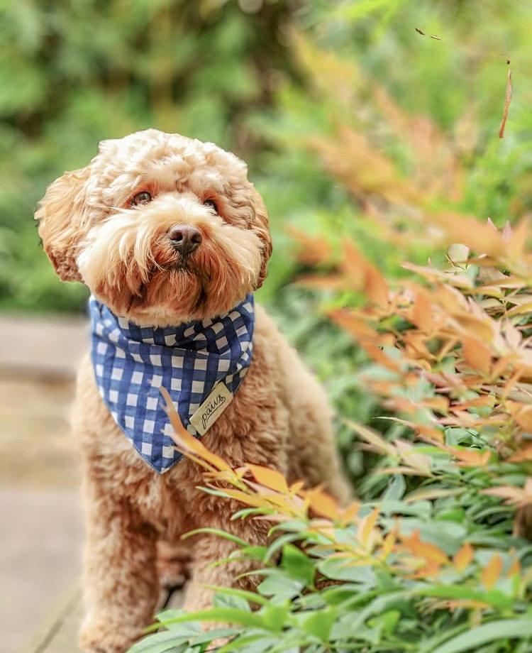 Doodle in Blue Check Bandana