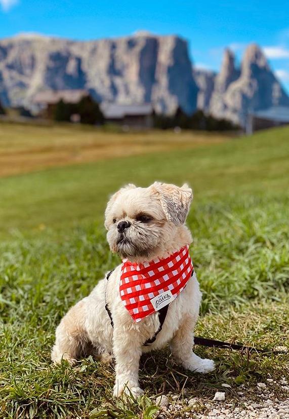 Mountain Dog wearing Red Checked Bandana
