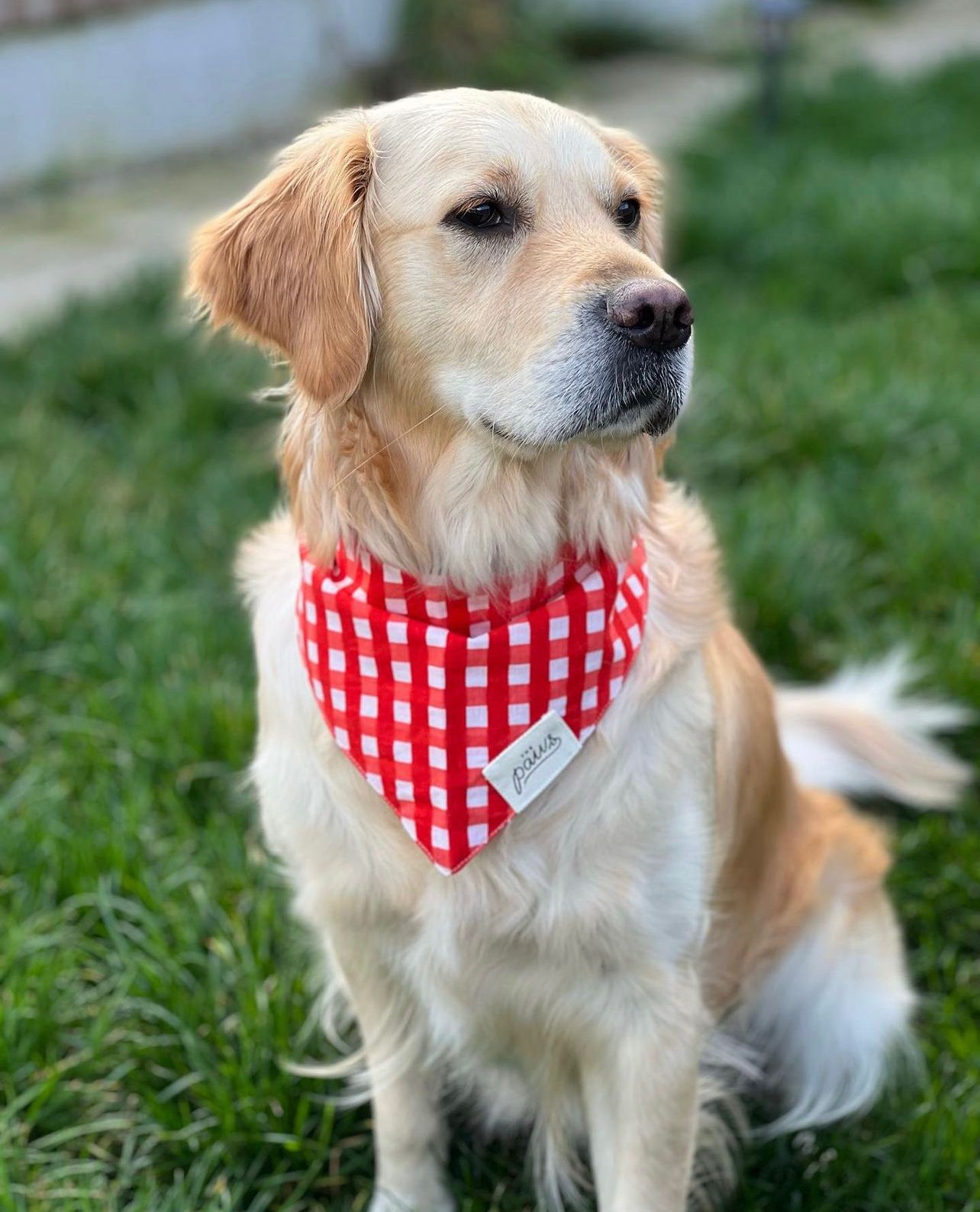 Classic Red Check Bandana from The Paws