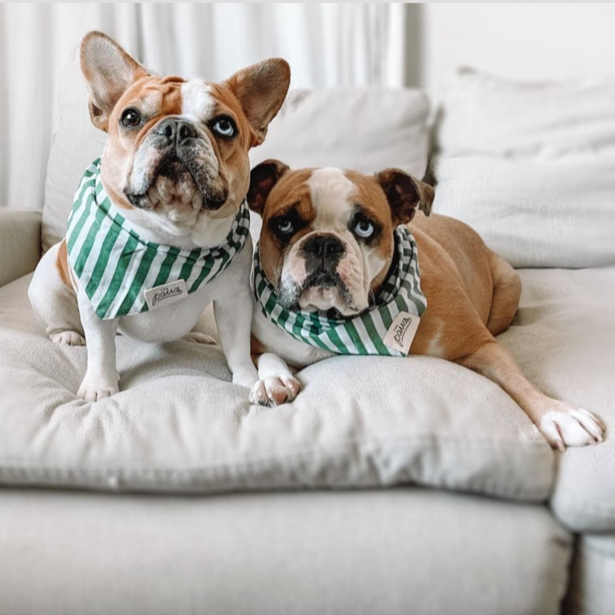 Dogs wearing Crew dog bandana 