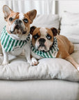 Dogs wearing Crew dog bandana 