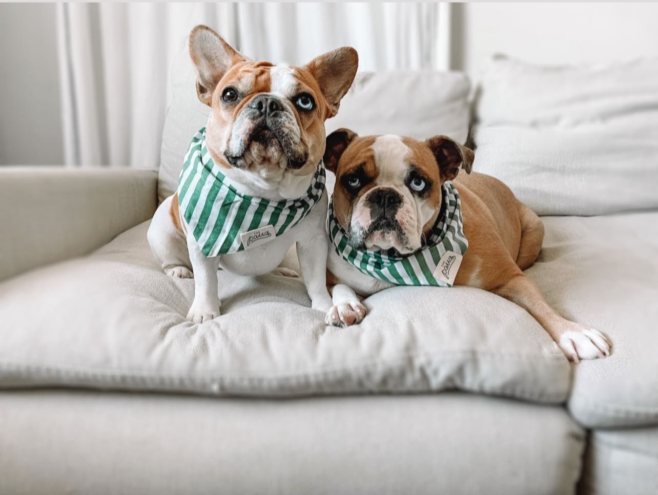 Dogs wearing Crew dog bandana 