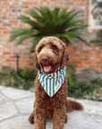 Crew Bandana from The Paws