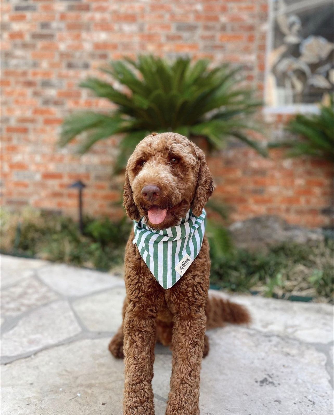 Crew Bandana from The Paws