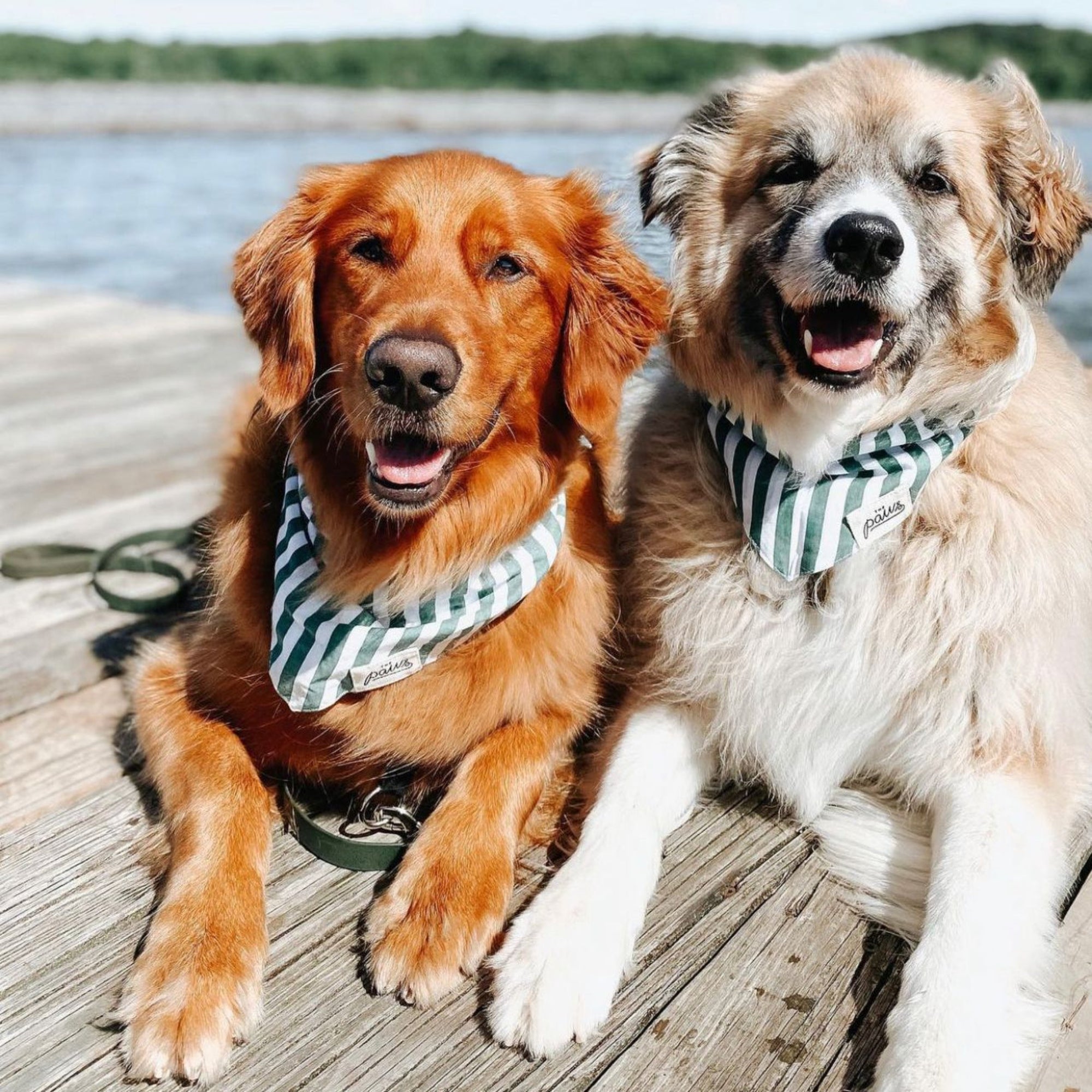 Crew Bandanas- The Paws