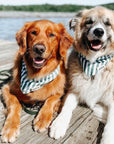 Crew Bandanas- The Paws
