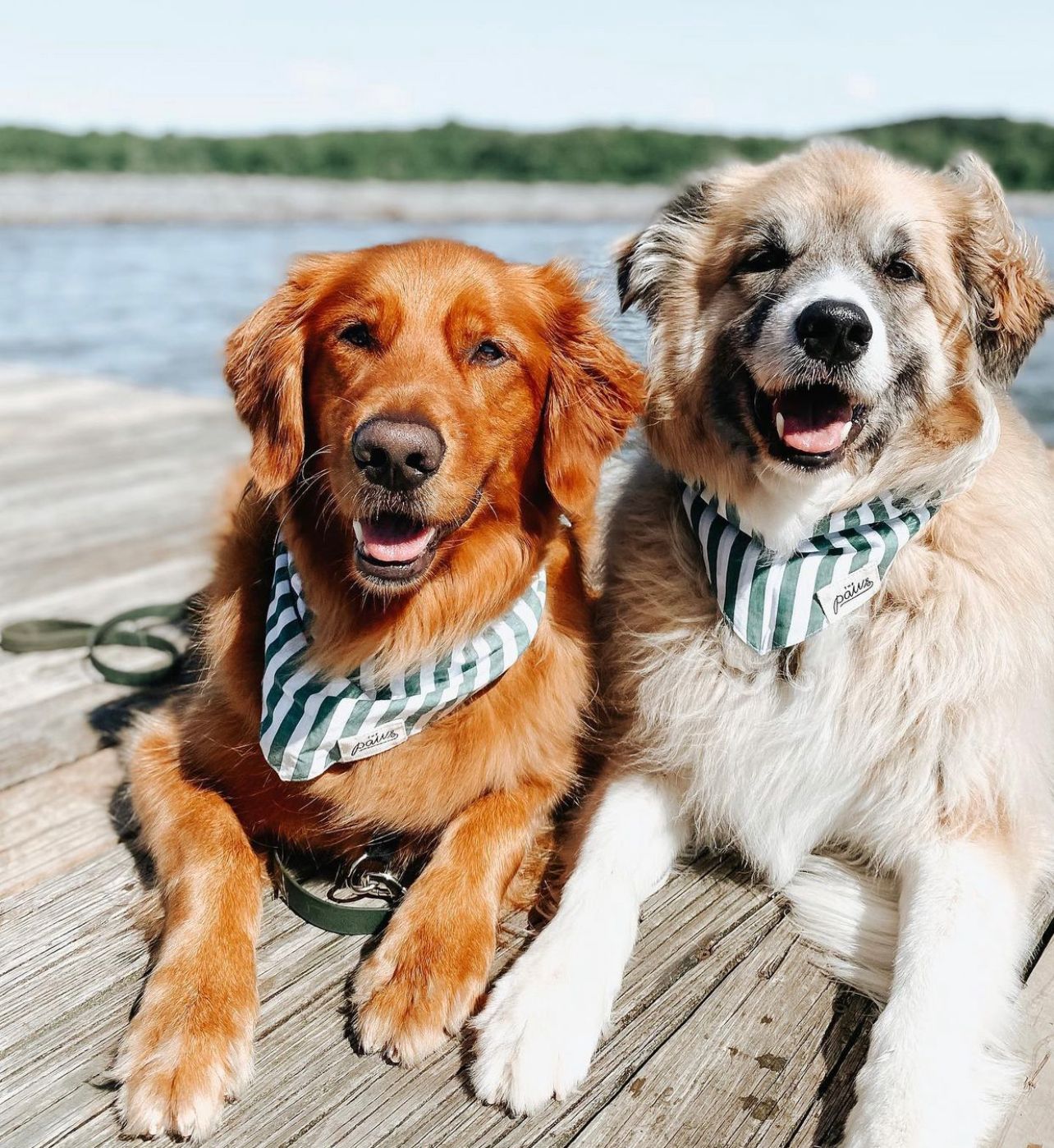 Crew Bandanas- The Paws