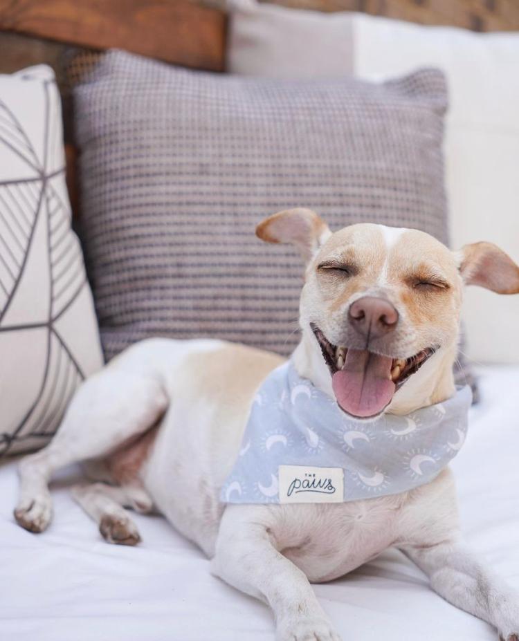 Happy Dog wearing his Dusk Dog Bandana