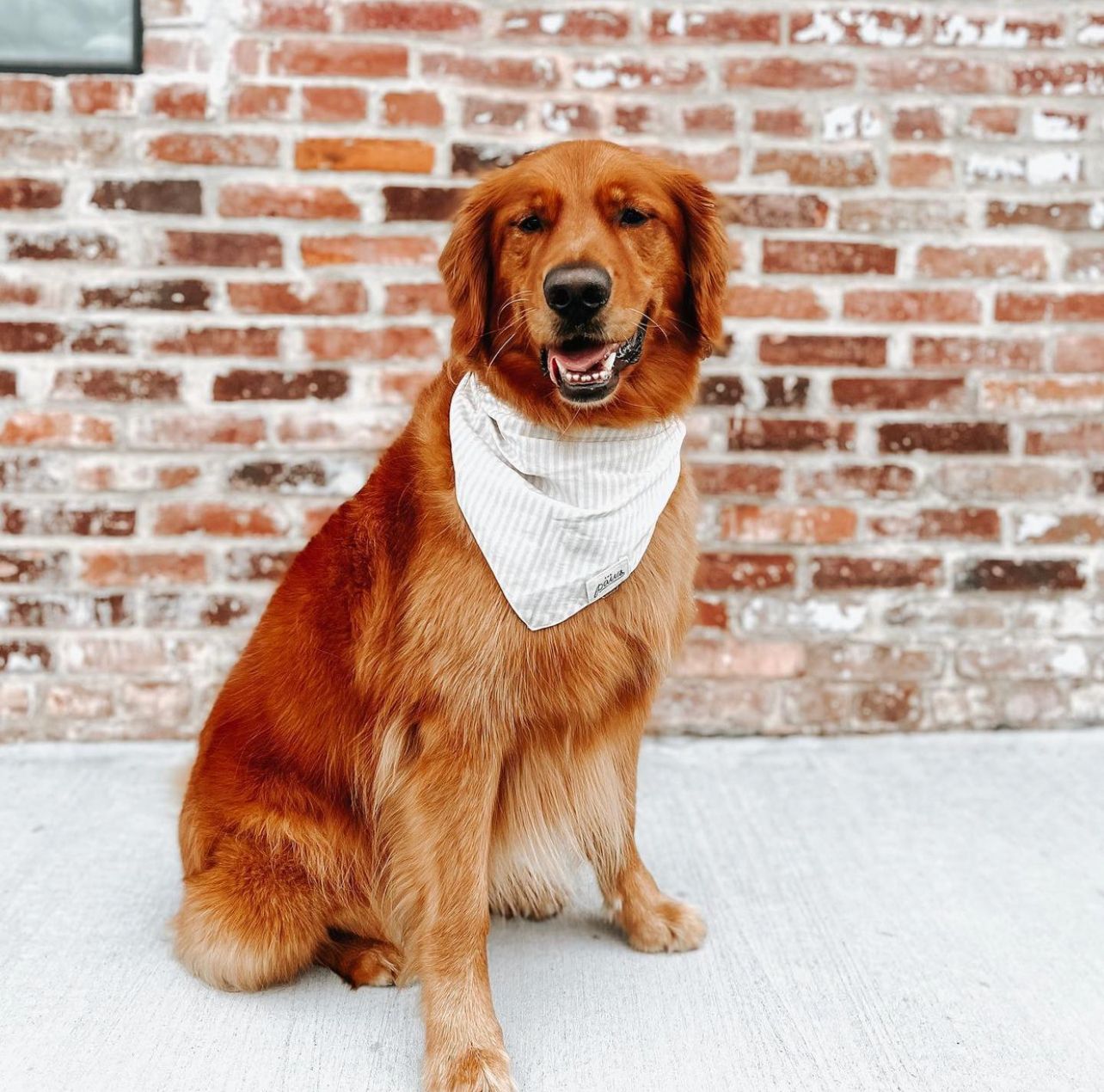 Eggnog Stripes Dog Bandana from The Paws