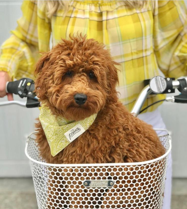 Goldendoodle in a Bike Basket wearing Fable Bandana