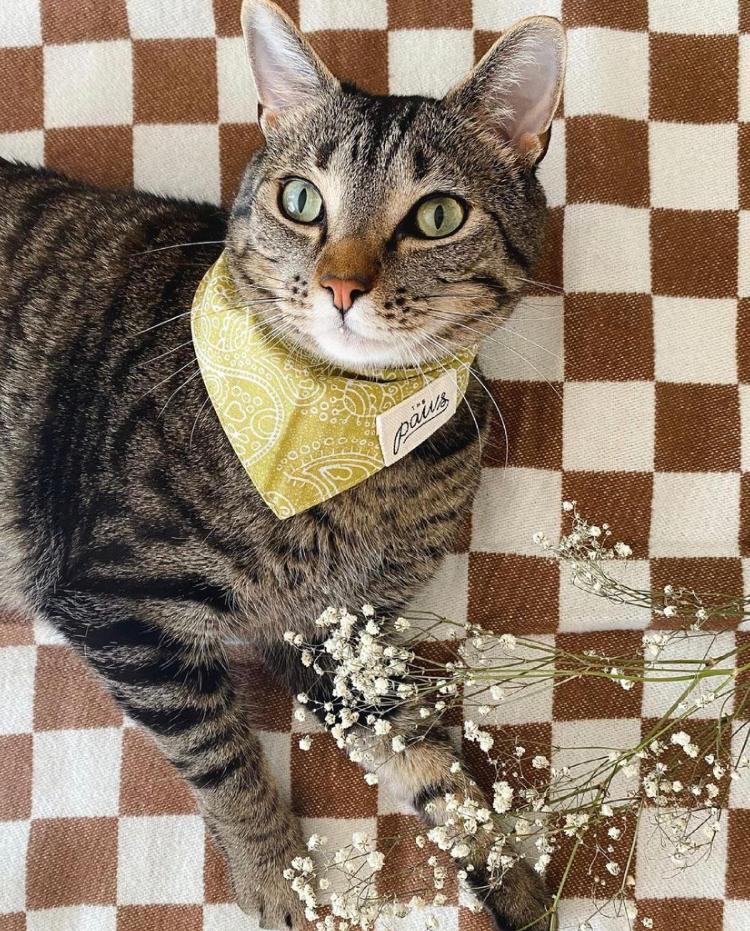 Cat wearing Extra Small Fable Bandana