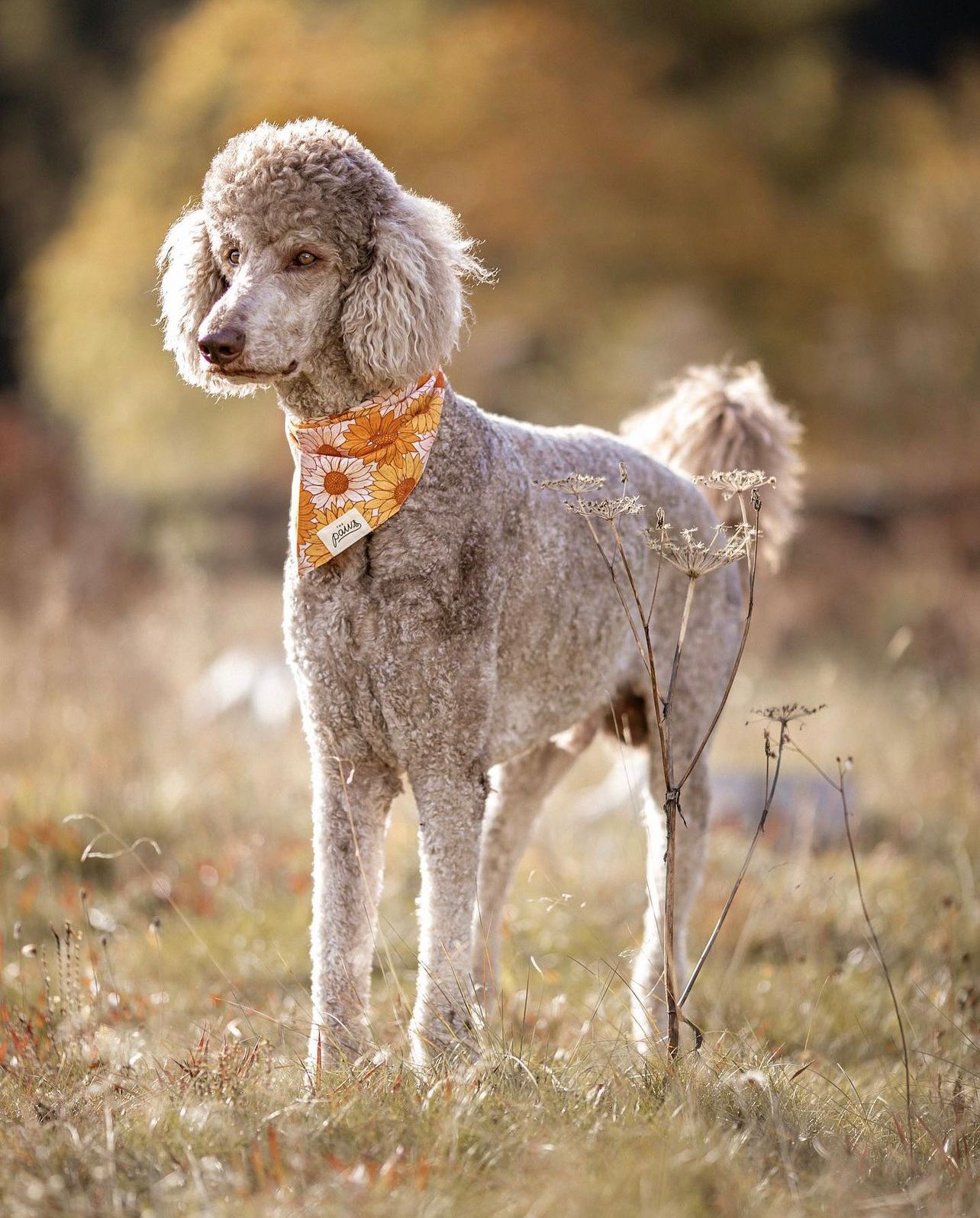 Fielding Bandana from The Paws