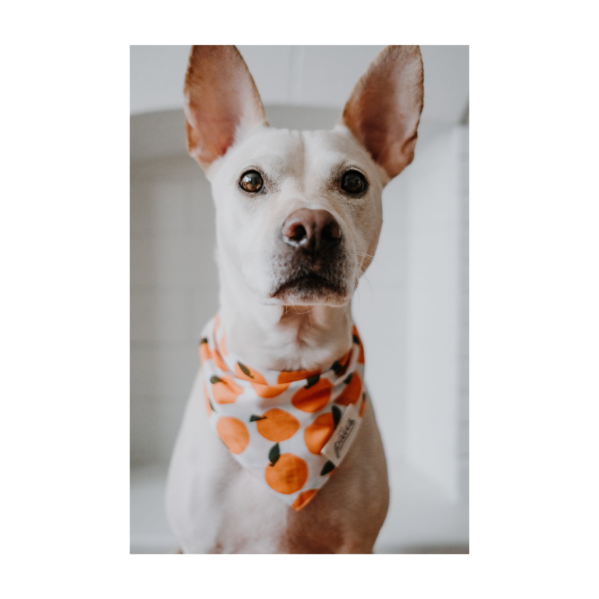 Happy Penelope wearing Fresh Pick Bandana by The Paws