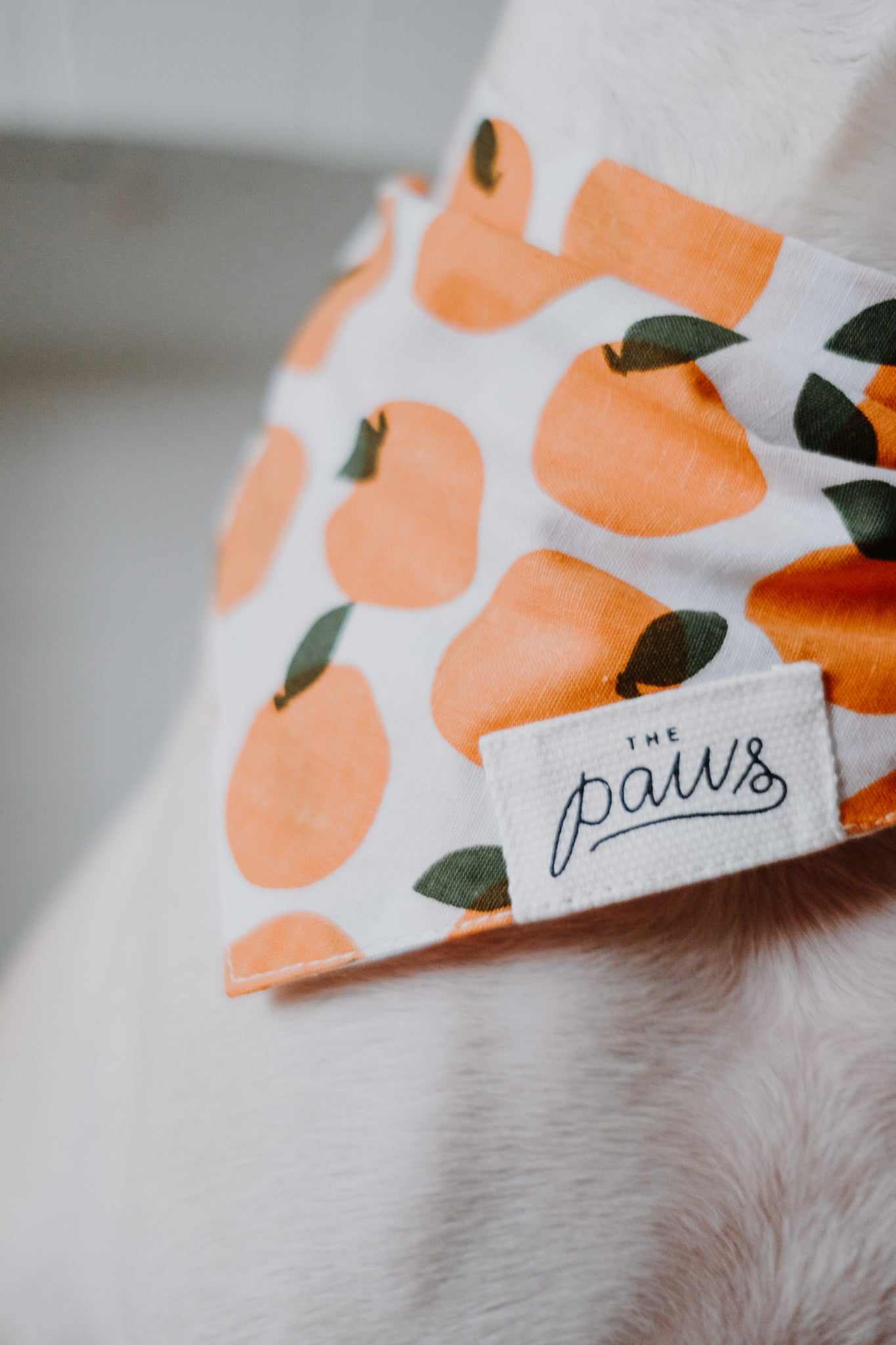 Close up of Penelope in her Orange Fresh Pick Bandana