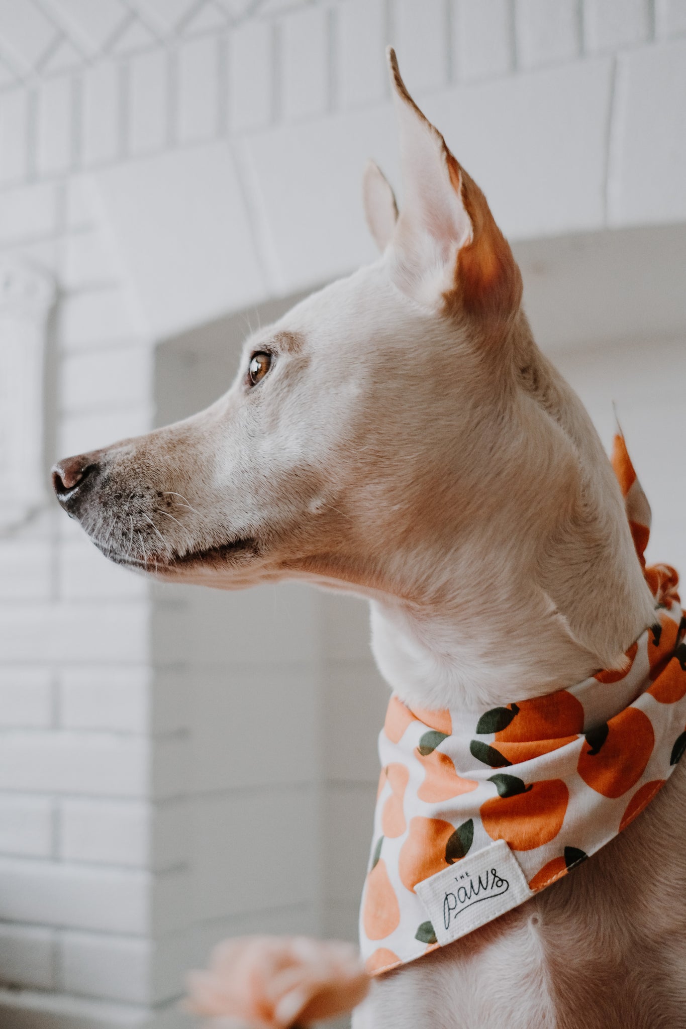 Fresh Pick Bandana worn by Penelope 