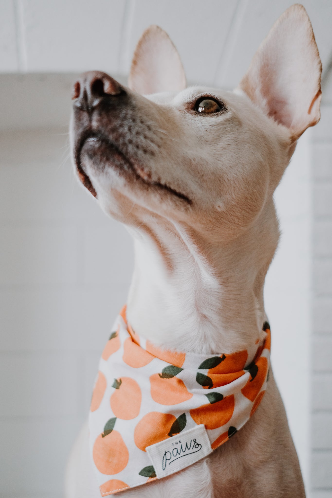 Penelope wearing her Orange Fresh Pick Bandana