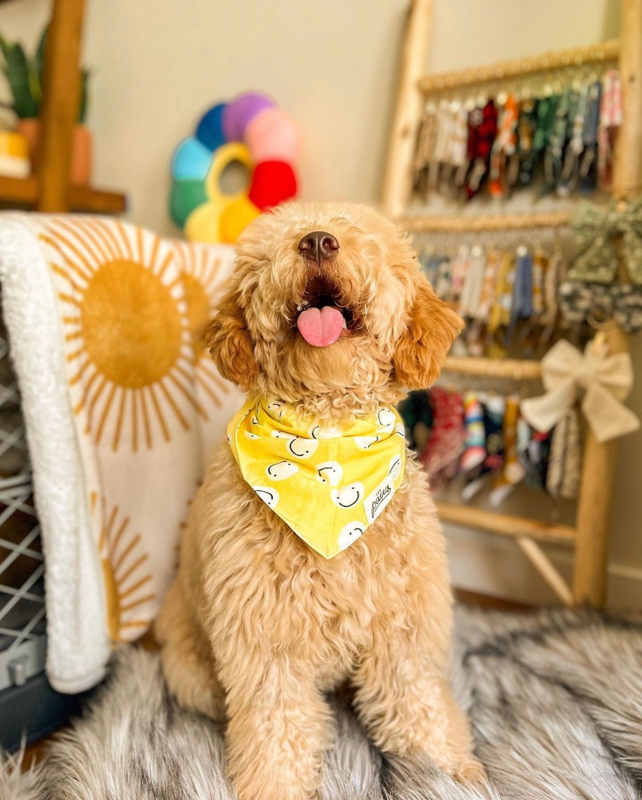 Friends - Bandana from The Paws