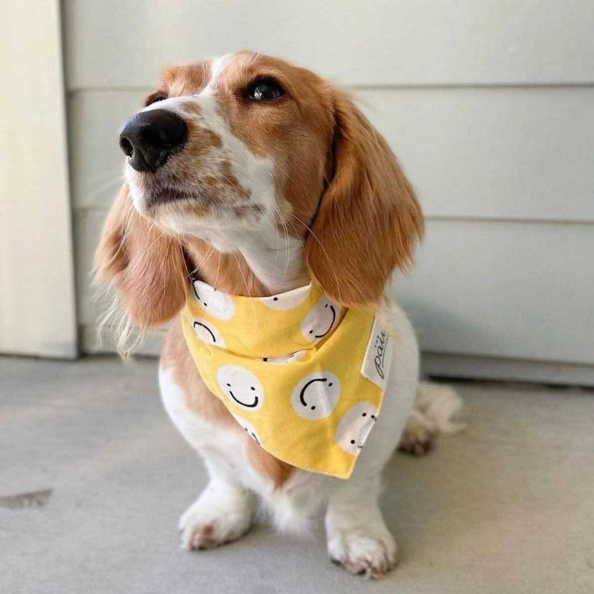 Friends Bandana from The Paws