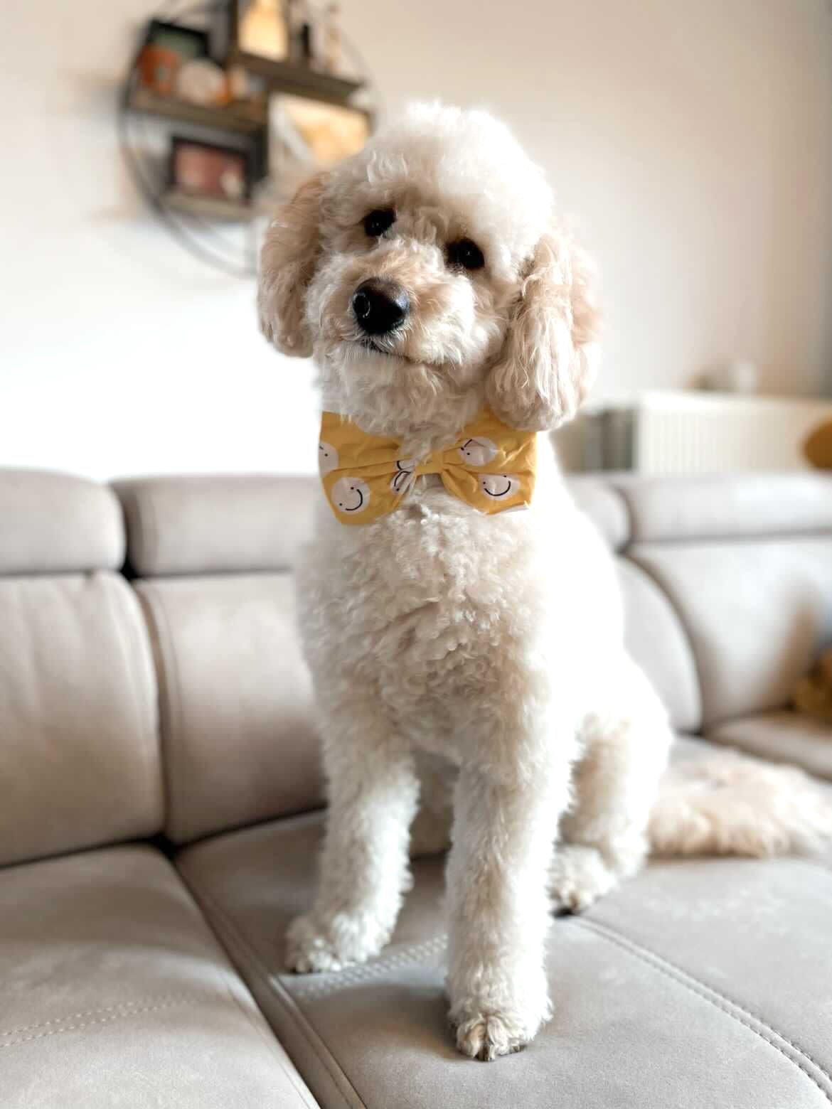 Friends - Bow Tie
