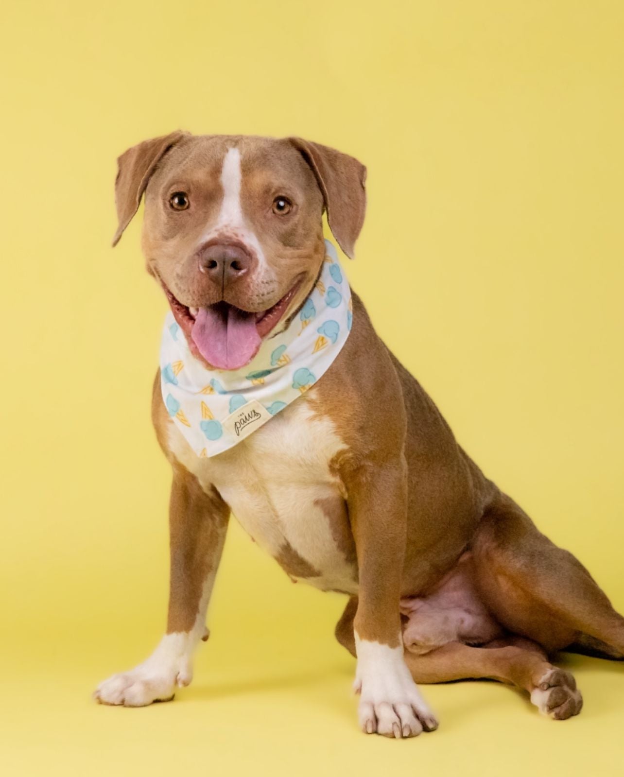 Gelato - the ice cream bandana for happy dogs