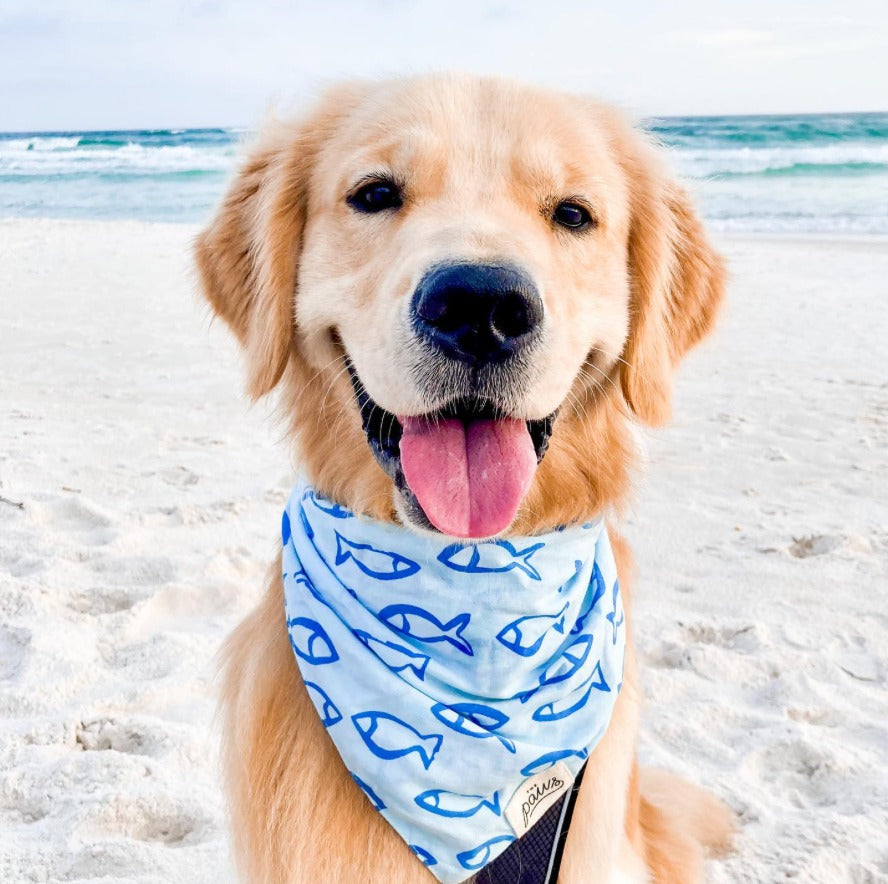Go Fish - Bandana from The Paws