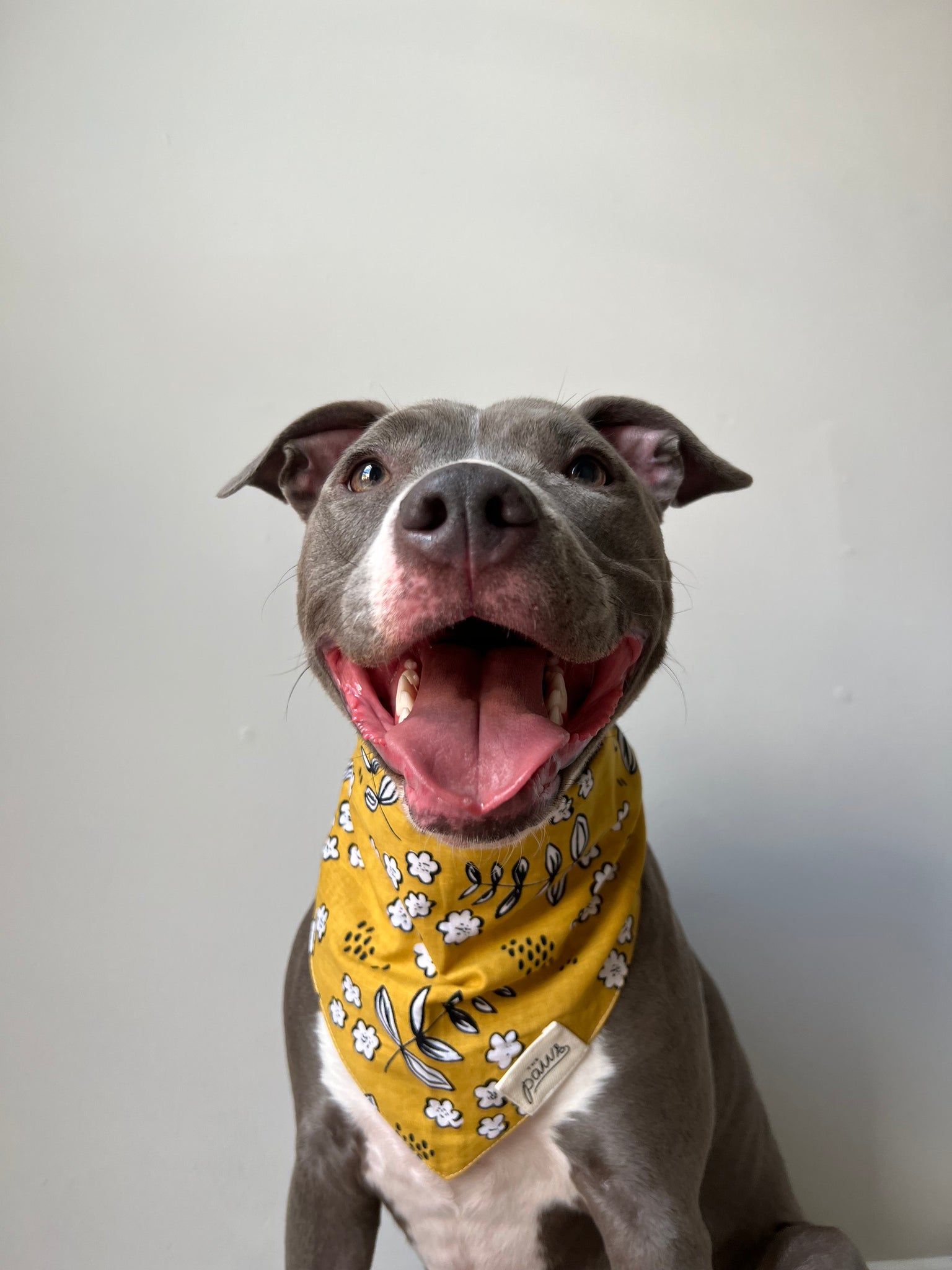 Goldie dog bandana - from The Paws