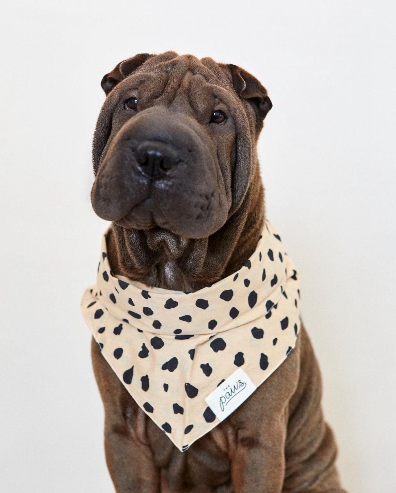 Good Boy