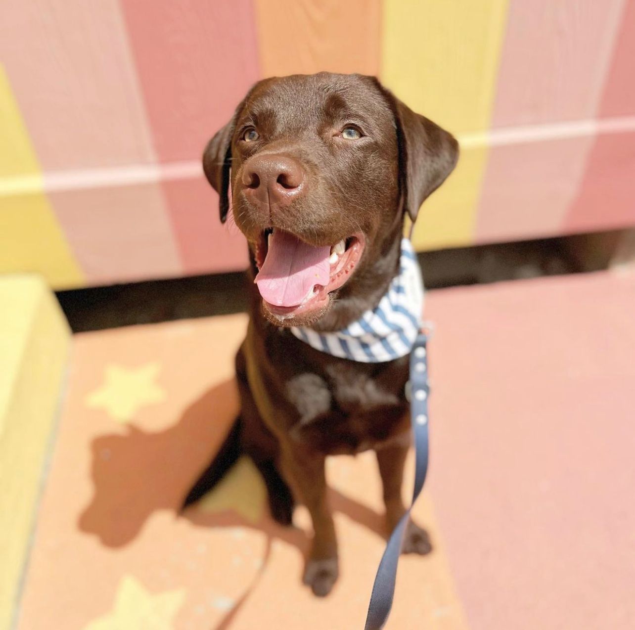 Harbour Bandana on a bright sunny day with The Paws