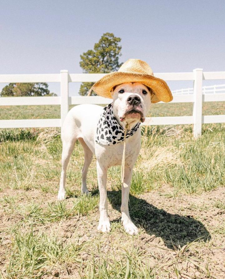 Farmer Dog wearing his Holy Cow Bandana
