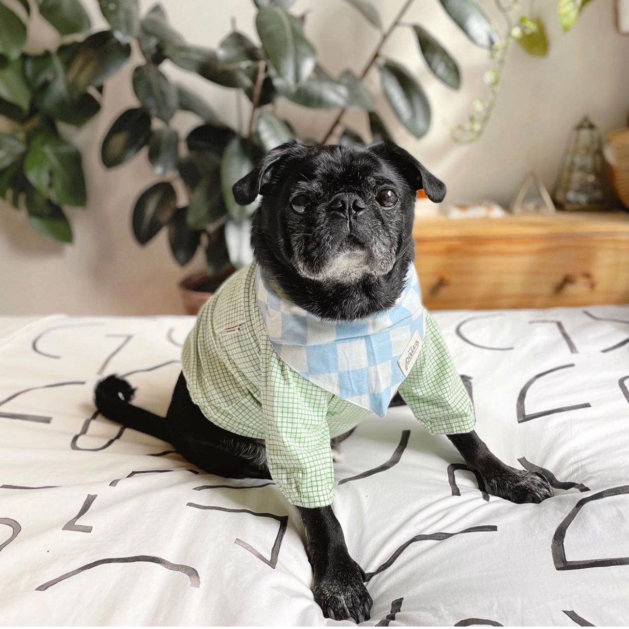 Knight dog bandana