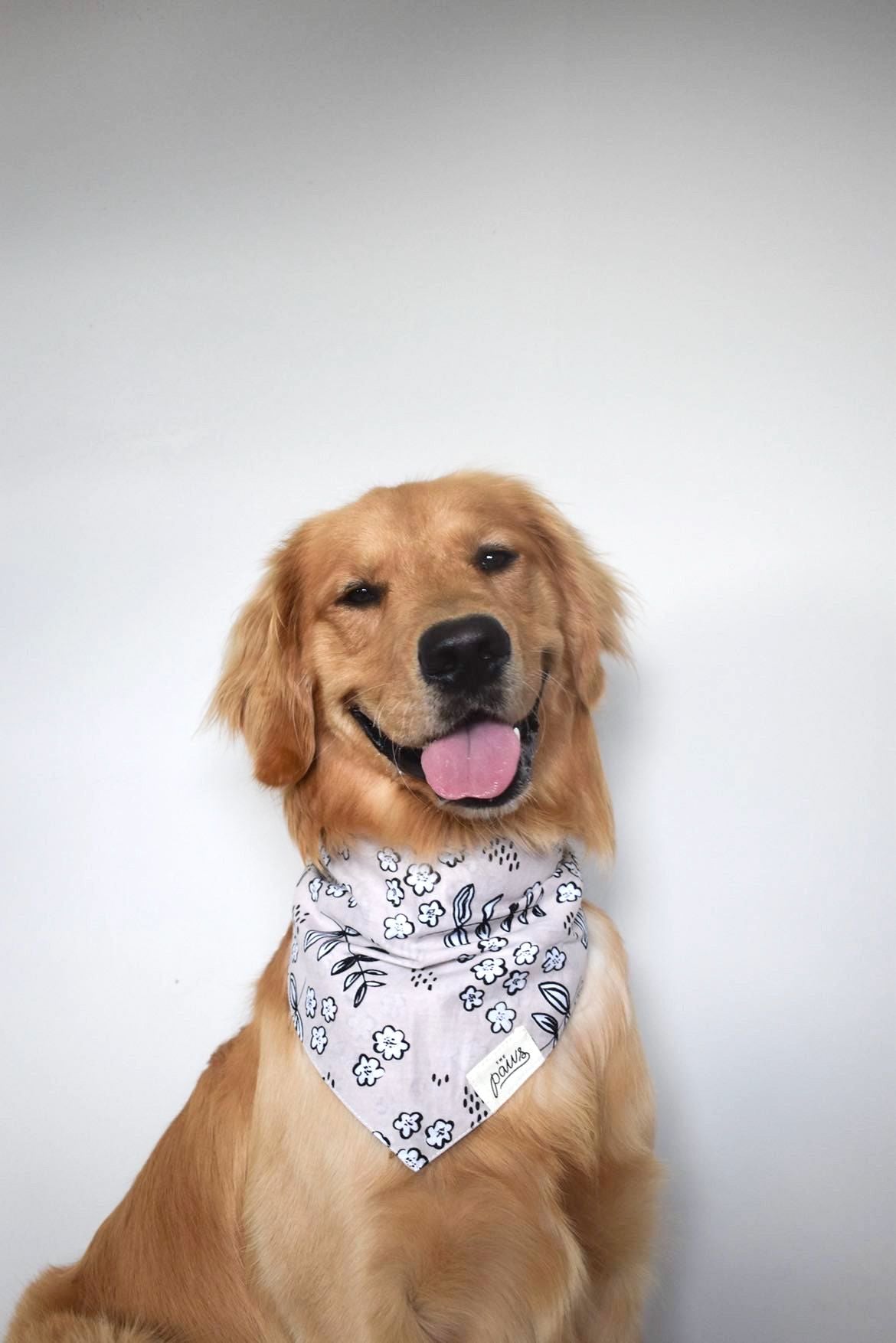 Latte bandana from The Paws