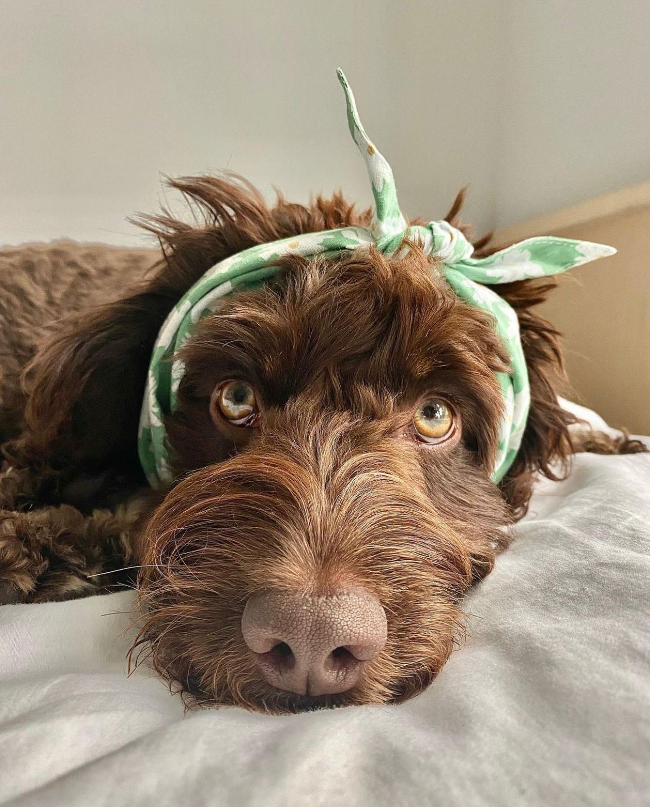 Meadow Bandana from The Paws