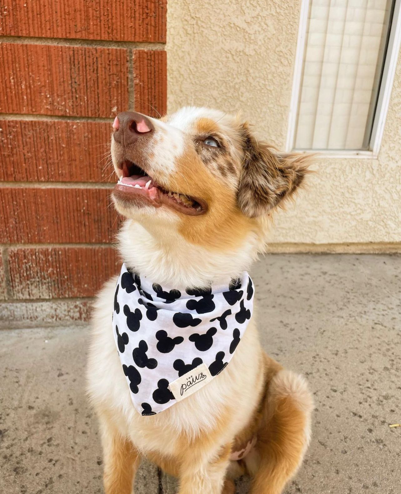 Mickey Bandana from The Paws