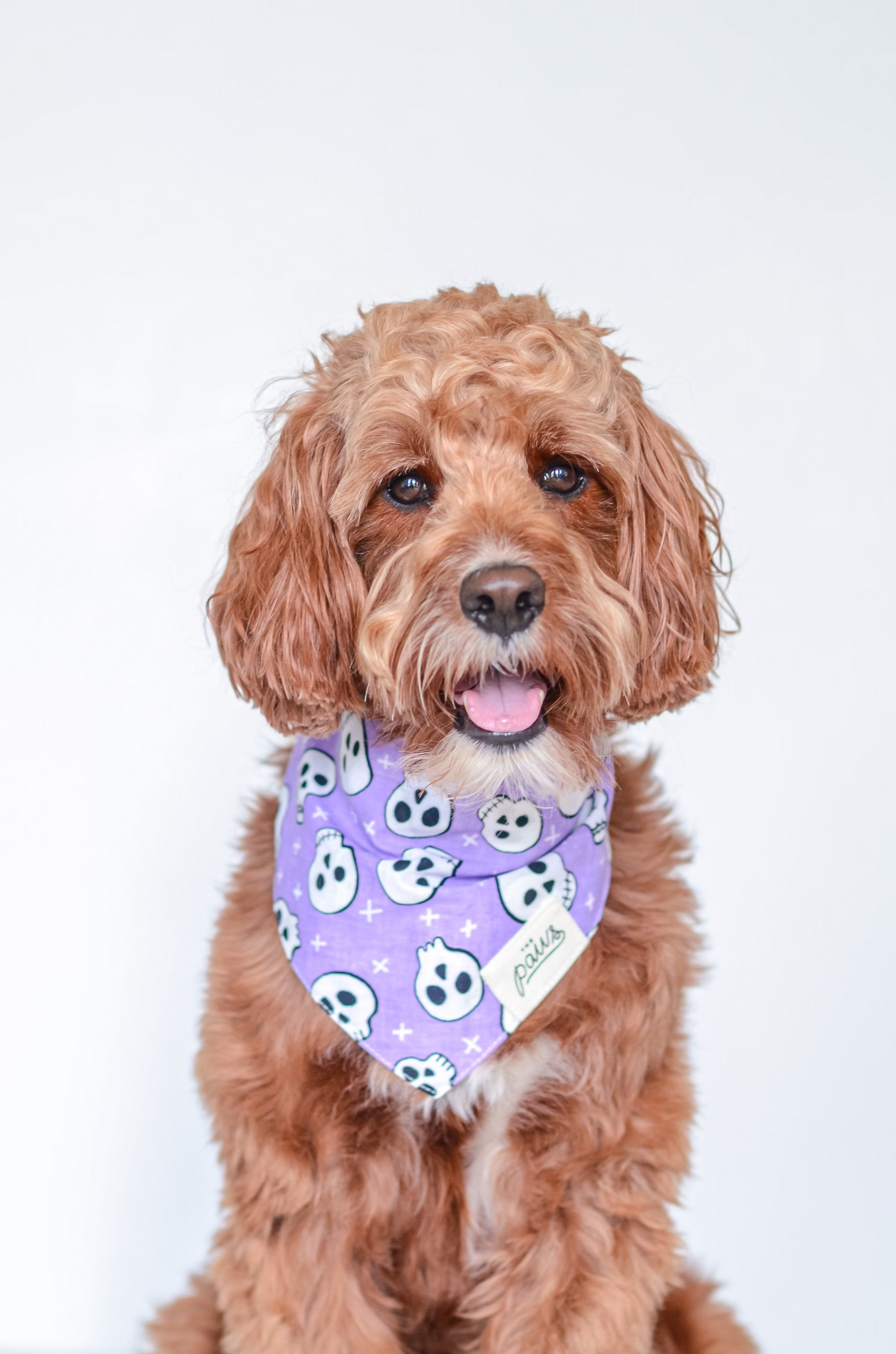 Roger that me-hearties / a fearsome bandana from The Paws