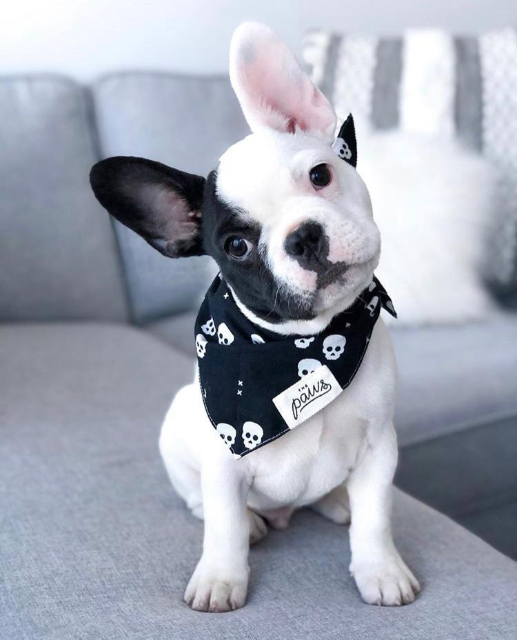 Frenchie Puppy in One Eyed Honey Bandana