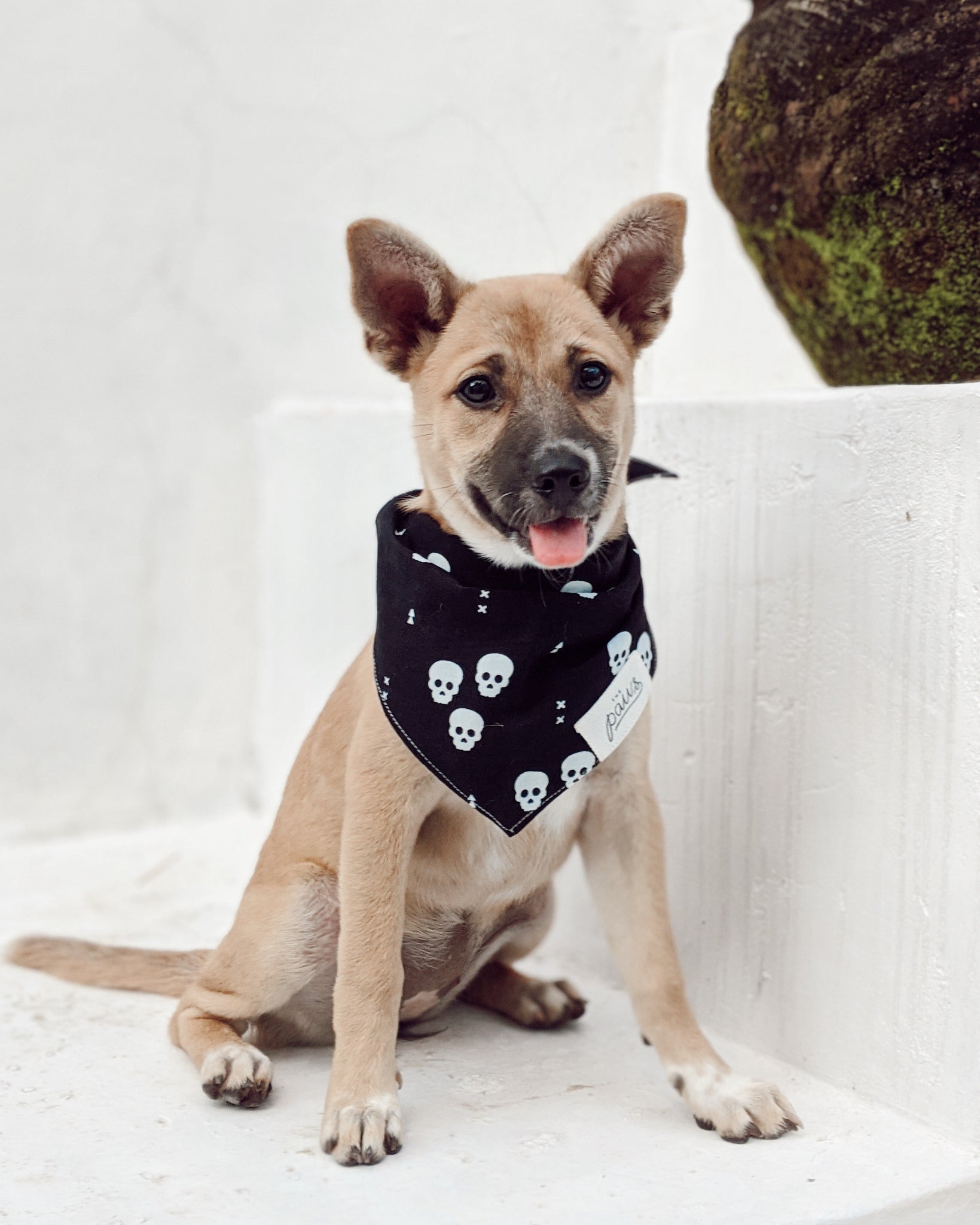 One Eyed Honey dog bandana worn by a rescue dog