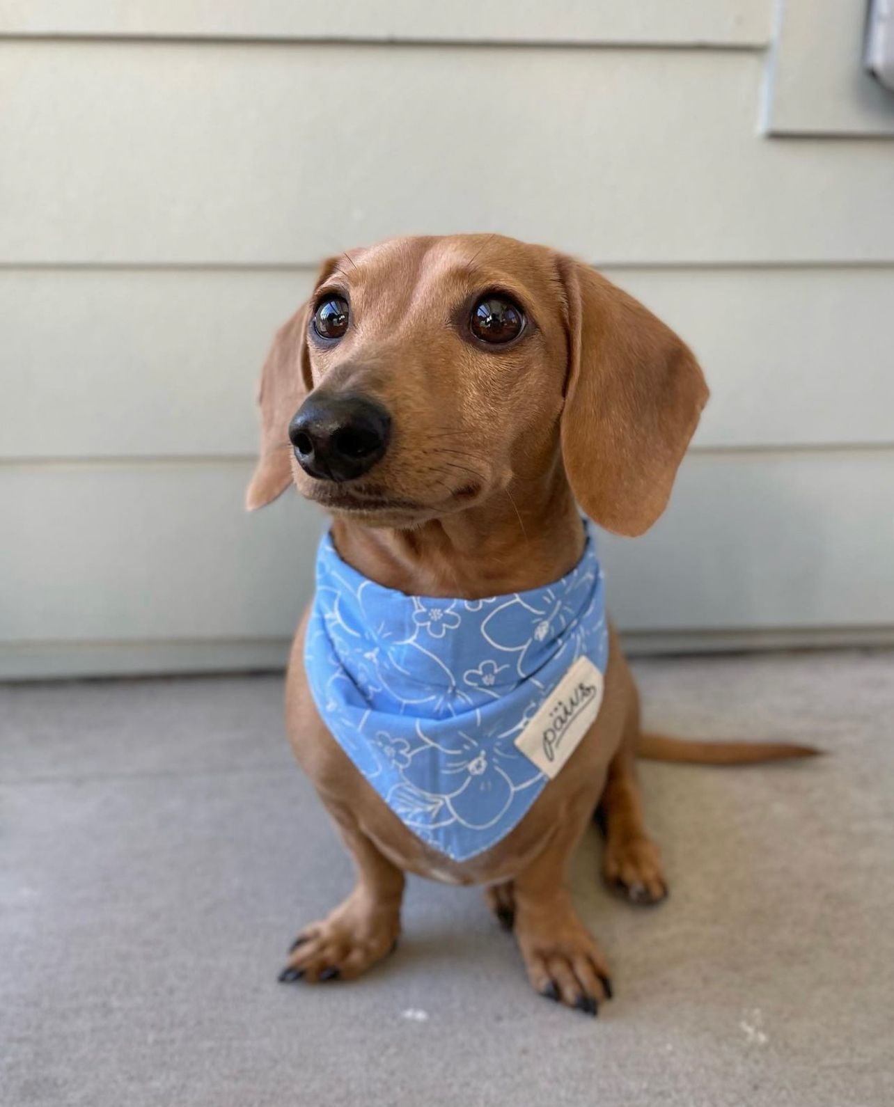 Paihia Dog Bandana