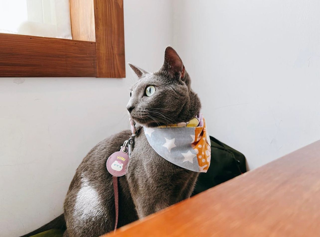 Patches bandana on a cat