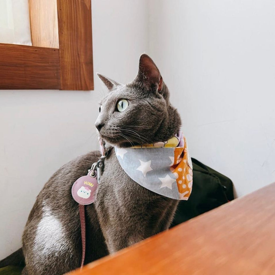 Patches bandana on a cat
