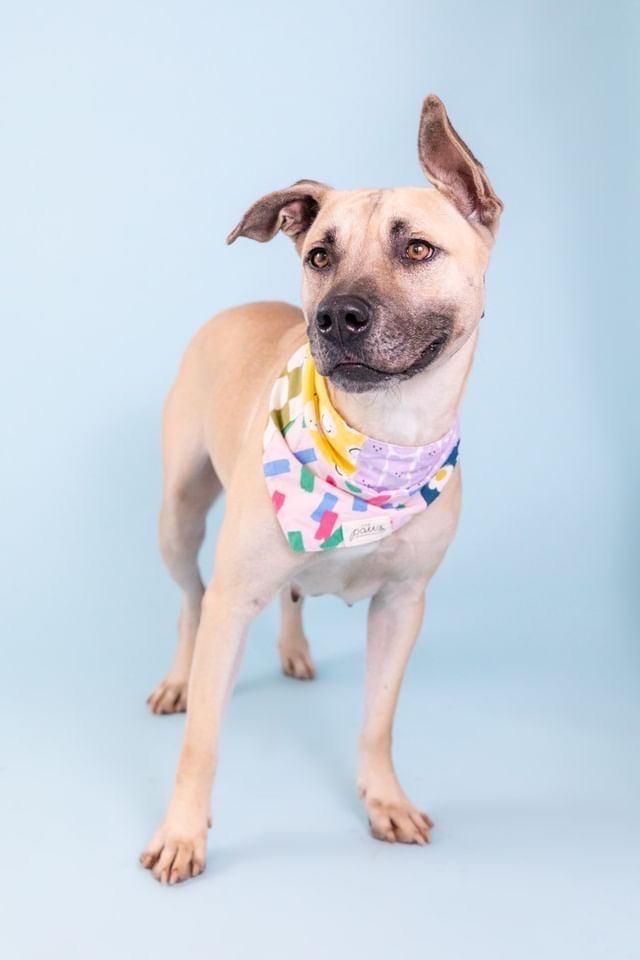 Patches upcycled bandana from The Paws