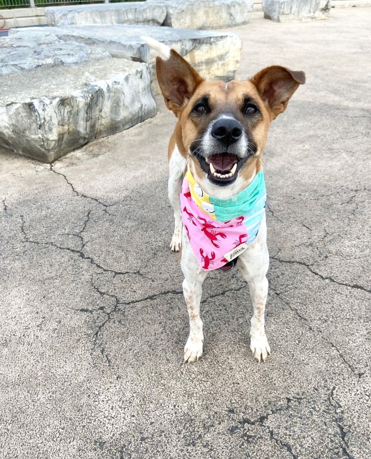 Patches dog bandana
