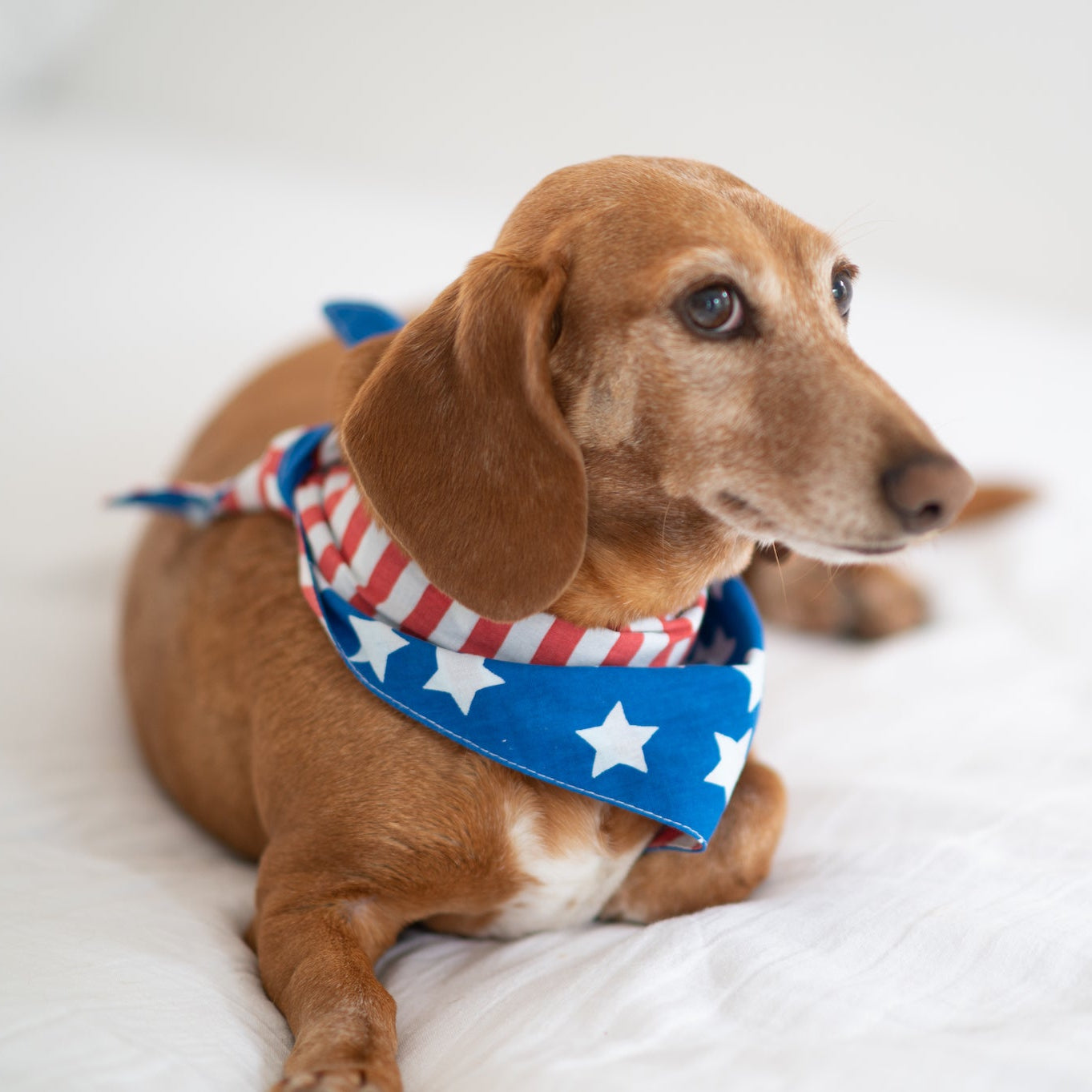Piper in the Patriotic Bandana