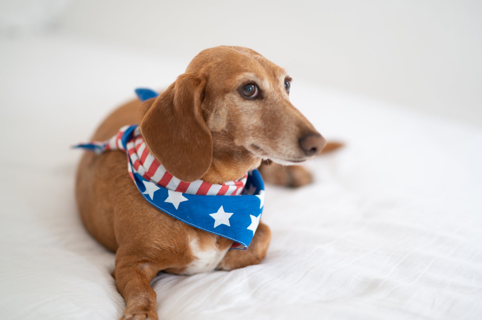 Piper in the Patriotic Bandana