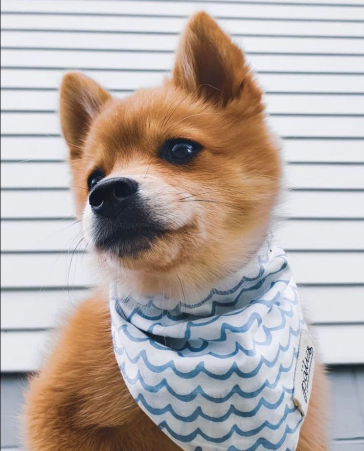 Sea Bandana - The Paws