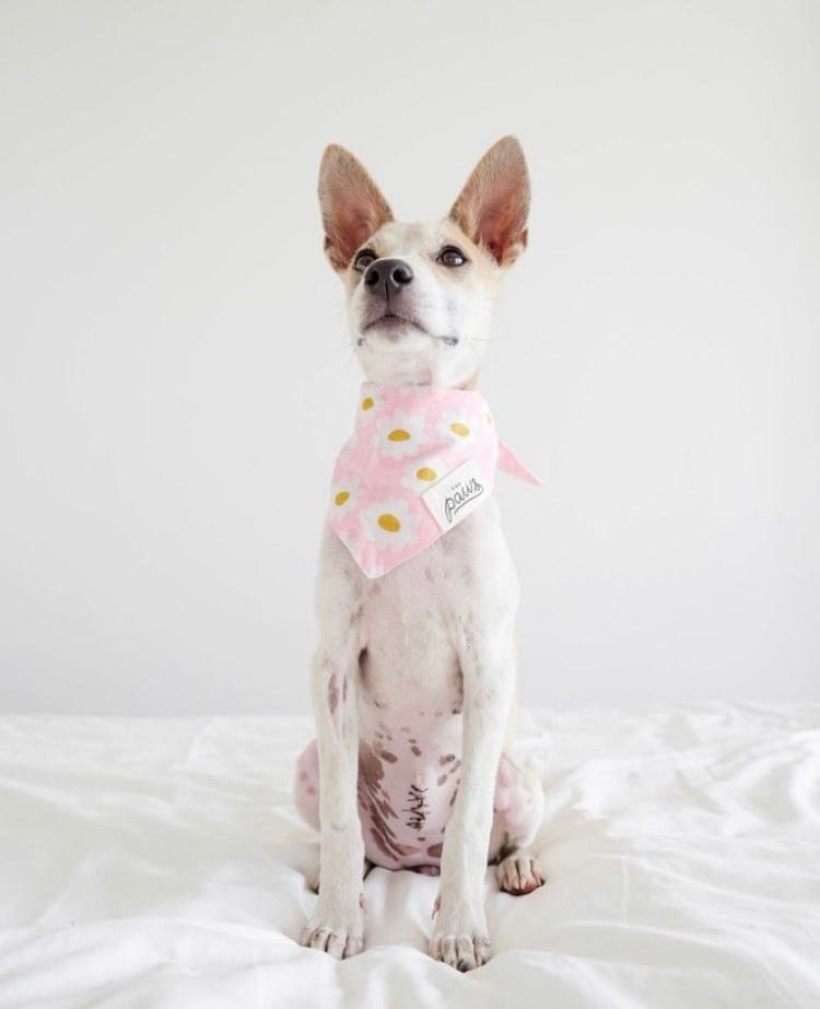 Pink Daisy Chains