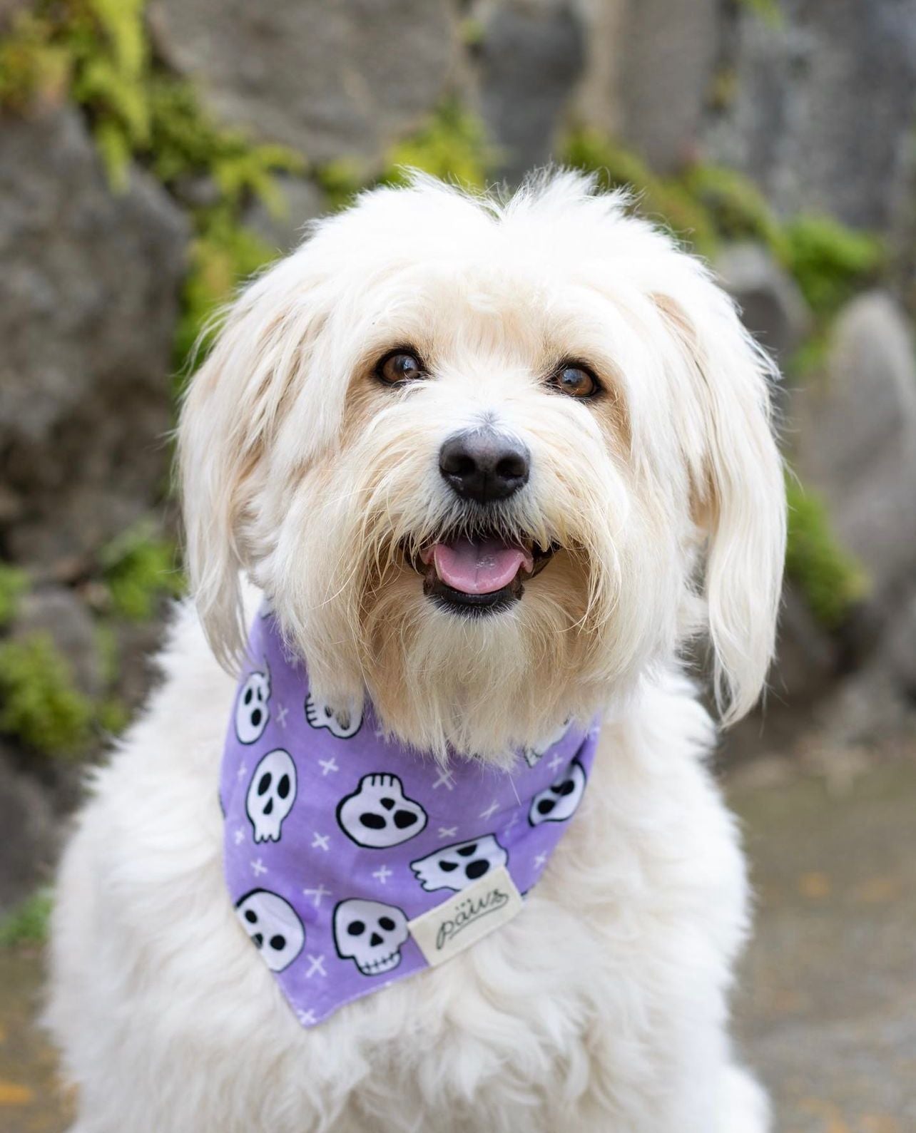 Roger bandana from The Paws