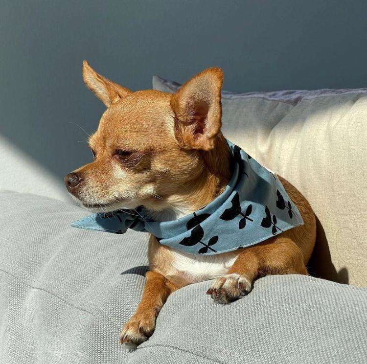 Scandi Alps Dog Bandana