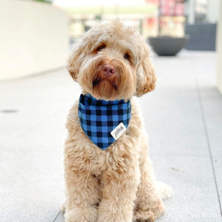 Scotch - Dog Bandana by The Paws