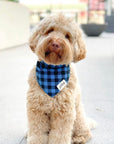 Scotch - Dog Bandana by The Paws