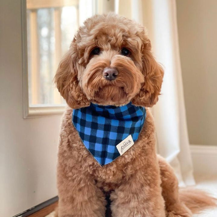 Scotch Bandana from The Paws